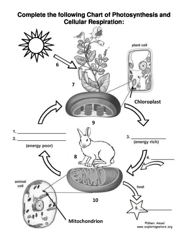 Photosynthesis And Cellular Respiration Cycle â Worksheets Samples